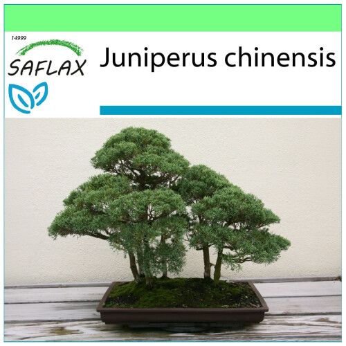 SAFLAX Garden to go - Wacholder - Juniperus - 30 Samen