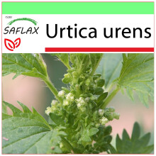 SAFLAX Garden to go - Ortiga menor - 150 semillas - Urtica