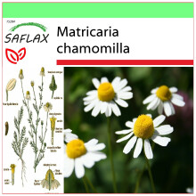 SAFLAX Garden to go - Manzanilla común - 300 semillas - Matricaria