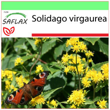 SAFLAX - Garden to go - Goldenrod - 100 seeds - With pot, climate lid and growing substrate - Solidago virgaurea