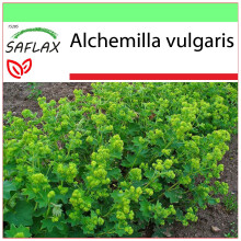 SAFLAX Garden to go - Pie de león - 100 semillas - Alchemilla