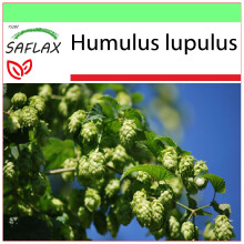 SAFLAX - Garden to go - Common Hop - 50 seeds - With pot, climate lid and growing substrate - Humulus lupulus