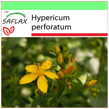 SAFLAX - Garden to go - St. John's Wort - 300 seeds - With pot, climate lid and growing substrate - Hypericum perforatum