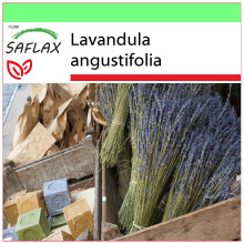 SAFLAX - Garden to go - Lavande vraie - 150 graines - Avec pot, couvercle climatique et substrat de culture - Lavandula angustifolia