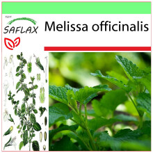 SAFLAX Garden to go - Zitronenmelisse - Melissa - 150 Samen