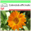 SAFLAX Garden to go - Ringelblume - Calendula - 50 Samen 1