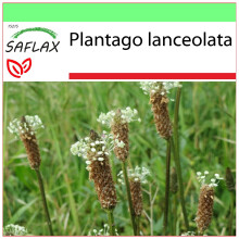 SAFLAX Garden to go - Llantén menor - 100 semillas - Plantago