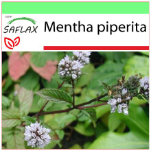 SAFLAX Garden to go - Menta - 300 semillas - Mentha