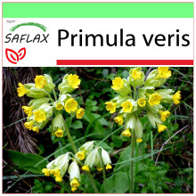 SAFLAX - Garden to go - Primrose - 100 seeds - With pot, climate lid and growing substrate - Primula veris