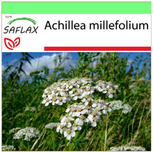 SAFLAX - Garden to go - Achillée millefeuille - 200 graines - Avec pot, couvercle climatique et substrat de culture - Achillea millefolium