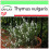 SAFLAX Garden to go - Thymian - Thymus - 200 Samen 1