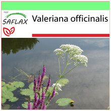 SAFLAX - Garden to go - Valériane officinale - 200 graines - Avec pot, couvercle climatique et substrat de culture - Valeriana officinalis