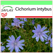 SAFLAX Garden to go - Wegwarte - Cichorium - 250 Samen