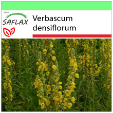 SAFLAX - Garden to go - Molène à fleurs denses - 500 graines - Avec pot, couvercle climatique et substrat de culture - Verbascum densiflorum
