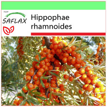 SAFLAX - Garden to go - Argousier - 40 graines - Avec pot, couvercle climatique et substrat de culture - Hippophae rhamnoides