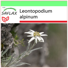 SAFLAX - Garden to go - L’edelweiss - 500 graines - Avec pot, couvercle climatique et substrat de culture - Leontopodium alpinum