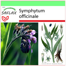 SAFLAX - Garden to go - Consoude - 15 graines - Avec pot, couvercle climatique et substrat de culture - Symphytum officinale