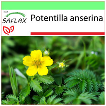 SAFLAX - Garden to go - Silverweed - 20 seeds - With pot, climate lid and growing substrate - Potentilla anserina