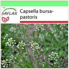 SAFLAX - Garden to go - Sheperd's purse - 1000 seeds - With pot, climate lid and growing substrate - Capsella bursa-pastoris