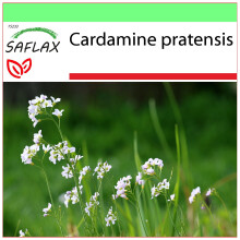 SAFLAX Garden to go - Wiesenschaumkraut - Cardamine - 100 Samen