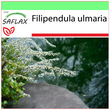SAFLAX - Garden to go - Meadowsweet - 500 seeds - With pot, climate lid and growing substrate - Filipendula ulmaria