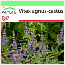 SAFLAX - Garden to go - Monk's Pepper - 30 seeds - With pot, climate lid and growing substrate - Vitex agnus-castus