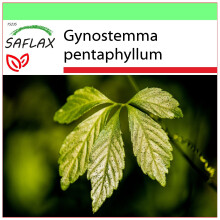 SAFLAX - Garden to go - La plante de l’immortalité - 30 graines - Avec pot, couvercle climatique et substrat de culture - Gynostemma pentaphyllum