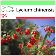 SAFLAX - Garden to go - Goji berry - 200 seeds - With pot, climate lid and growing substrate - Lycium chinensis
