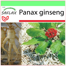 SAFLAX - Garden to go - Ginseng coréen - 10 graines - Avec pot, couvercle climatique et substrat de culture - Panax ginseng