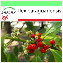 SAFLAX - Garden to go - Maté buisson de thé - 10 graines - Avec pot, couvercle climatique et substrat de culture - Ilex paraguariensis