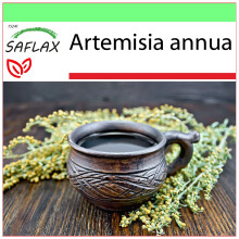 SAFLAX - Garden to go - Sweet Wormwood Qing Hao - 250 seeds - With pot, climate lid and growing substrate - Artemisia annua