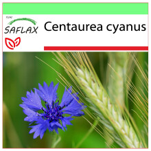 SAFLAX - Garden to go - Blue cornflower - 27000 seeds - With pot, climate lid and growing substrate - Centaurea cyanus