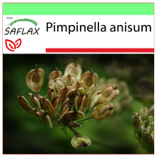 SAFLAX - Garden to go - Anis - 200 graines - Avec pot, couvercle climatique et substrat de culture - Pimpinella anisum