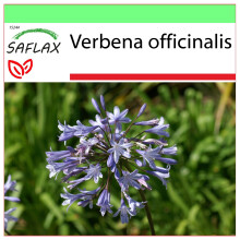 SAFLAX - Garden to go - Verveine - 250 graines - Avec pot, couvercle climatique et substrat de culture - Verbena officinalis