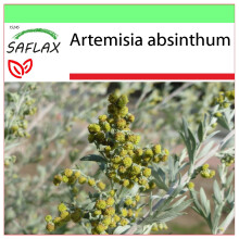 SAFLAX - Garden to go - Wormwood - 500 seeds - With pot, climate lid and growing substrate - Artemisia absinthum
