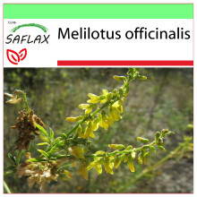 SAFLAX - Garden to go - Mélilot - 250 graines - Avec pot, couvercle climatique et substrat de culture - Melilotus officinalis