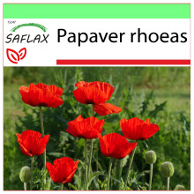 SAFLAX - Garden to go - Pavot de maĂŻs - 27000 graines - Avec pot, couvercle climatique et substrat de culture - Papaver rhoeas