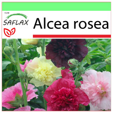 SAFLAX - Garden to go - Hollyhocks mix - 100 seeds - With pot, climate lid and growing substrate - Alcea rosea