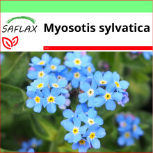 SAFLAX Garden to go - Vergißmeinnicht - Myosotis - 150 Samen