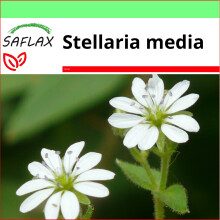 SAFLAX Garden to go - Vogelmiere - Stellaria - 1000 Samen