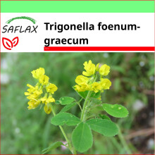 SAFLAX - Garden to go - Fenugrec - 100 graines - Avec pot, couvercle climatique et substrat de culture - Trigonella foenum-graecum