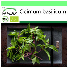SAFLAX - Garden to go - BIO - Basilic - ThaĂŻ - 250 graines - Avec pot, couvercle climatique et substrat de culture - Ocimum basilicum