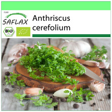 SAFLAX - Garden to go - BIO - Cerfeuil commun - 800 graines - Avec pot, couvercle climatique et substrat de culture - Anthriscus cerefolium
