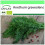 SAFLAX Garden to go - Dill - Anethum - 700 Samen 1