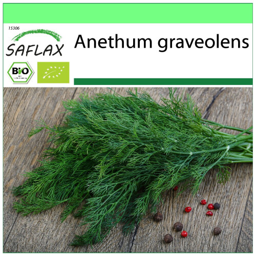 SAFLAX Garden to go - Dill - Anethum - 700 Samen