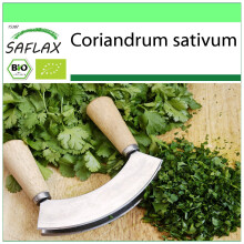 SAFLAX - Garden to go - BIO - Coriandre - 150 graines - Avec pot, couvercle climatique et substrat de culture - Coriandrum sativum