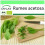 SAFLAX Garden to go - Sauerampfer - Rumex - 400 Samen 1