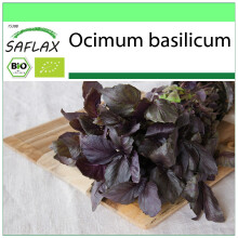 SAFLAX - Garden to go - Organic - Basil Red - 400 seeds - With pot, climate lid and growing substrate - Ocimum basilicum
