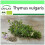 SAFLAX Garden to go - Thymian - Thymus - 800 Samen 1