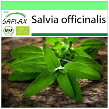 SAFLAX - Garden to go - BIO - Sauge - 60 graines - Avec pot, couvercle climatique et substrat de culture - Salvia officinalis